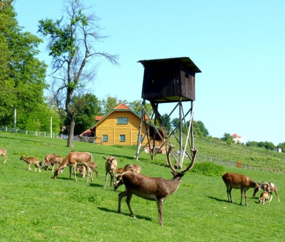 Apartmani Ka Sveti Martin Sveti Martin Na Muri Bagian luar foto